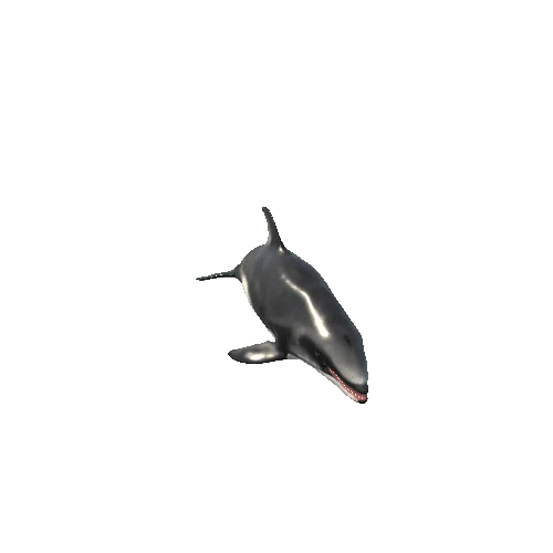 White_sided dolphin_Mesh_LOD's